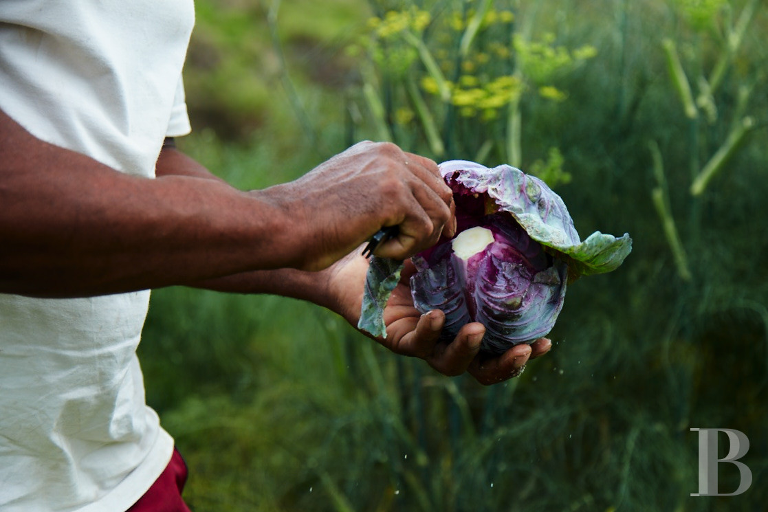 Au Brésil, dans l’État de São Paolo, une fazenda en autosubsistance dédiée à l’art et à la nature - photo  n°32
